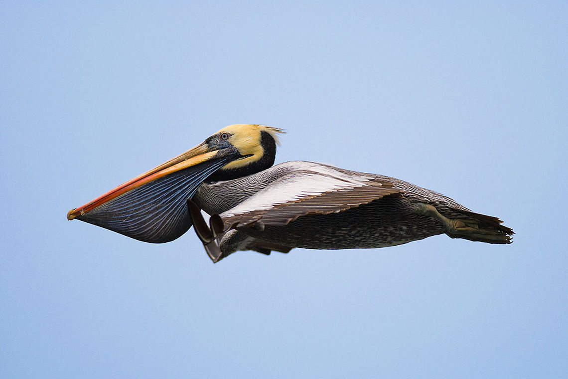 Pelicanul Pelecanus thagus