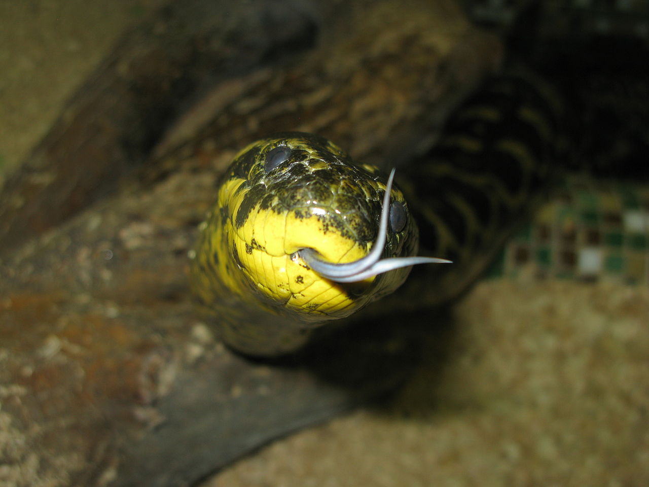 Paragvajski Anaconda jezik