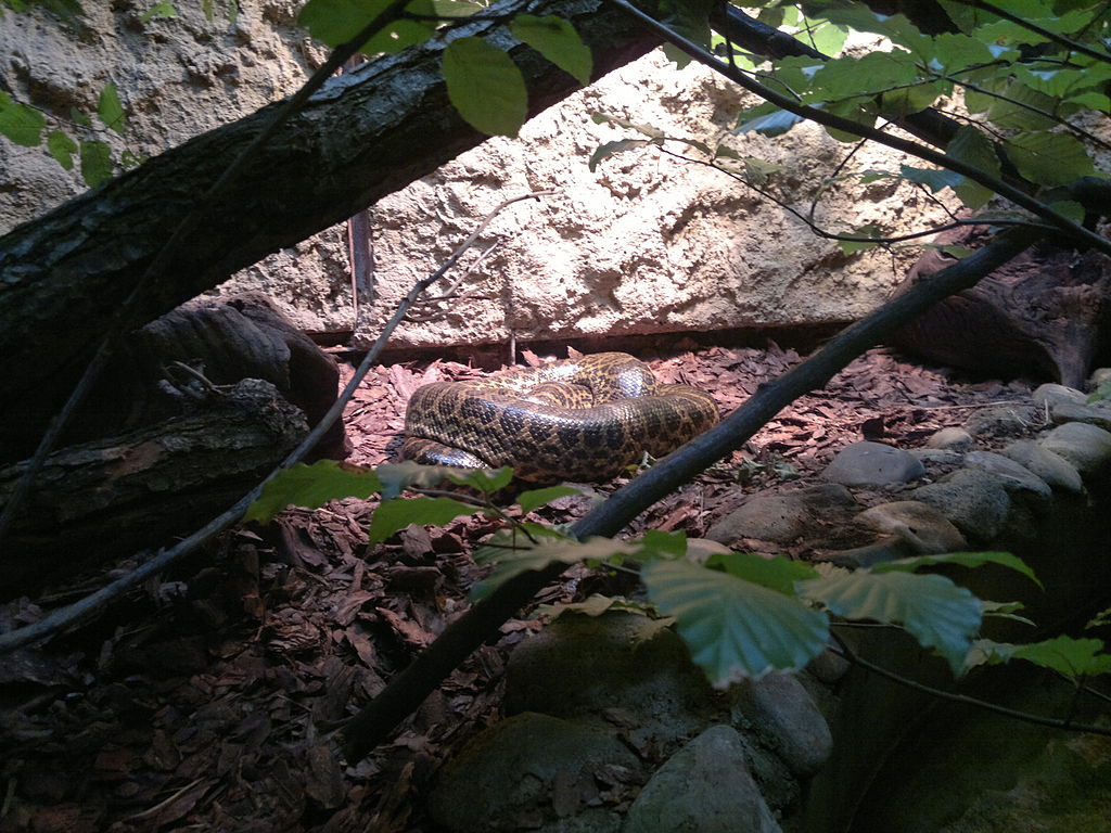 ปารากวัย anaconda ที่สวนสัตว์