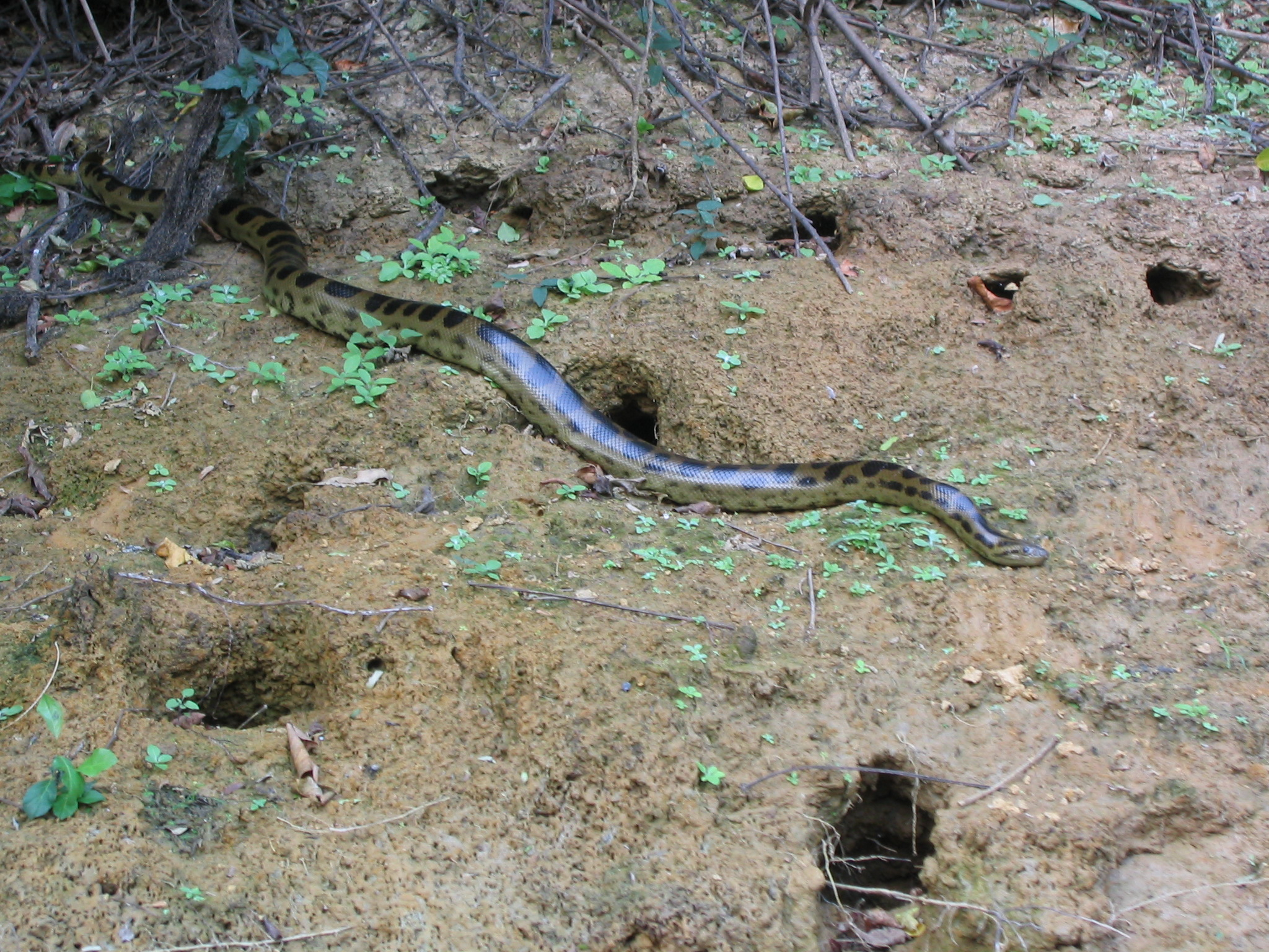 Anaconda Eunectes muaj kev ntxhov siab