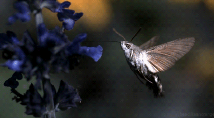 Gif obrázok motýľa