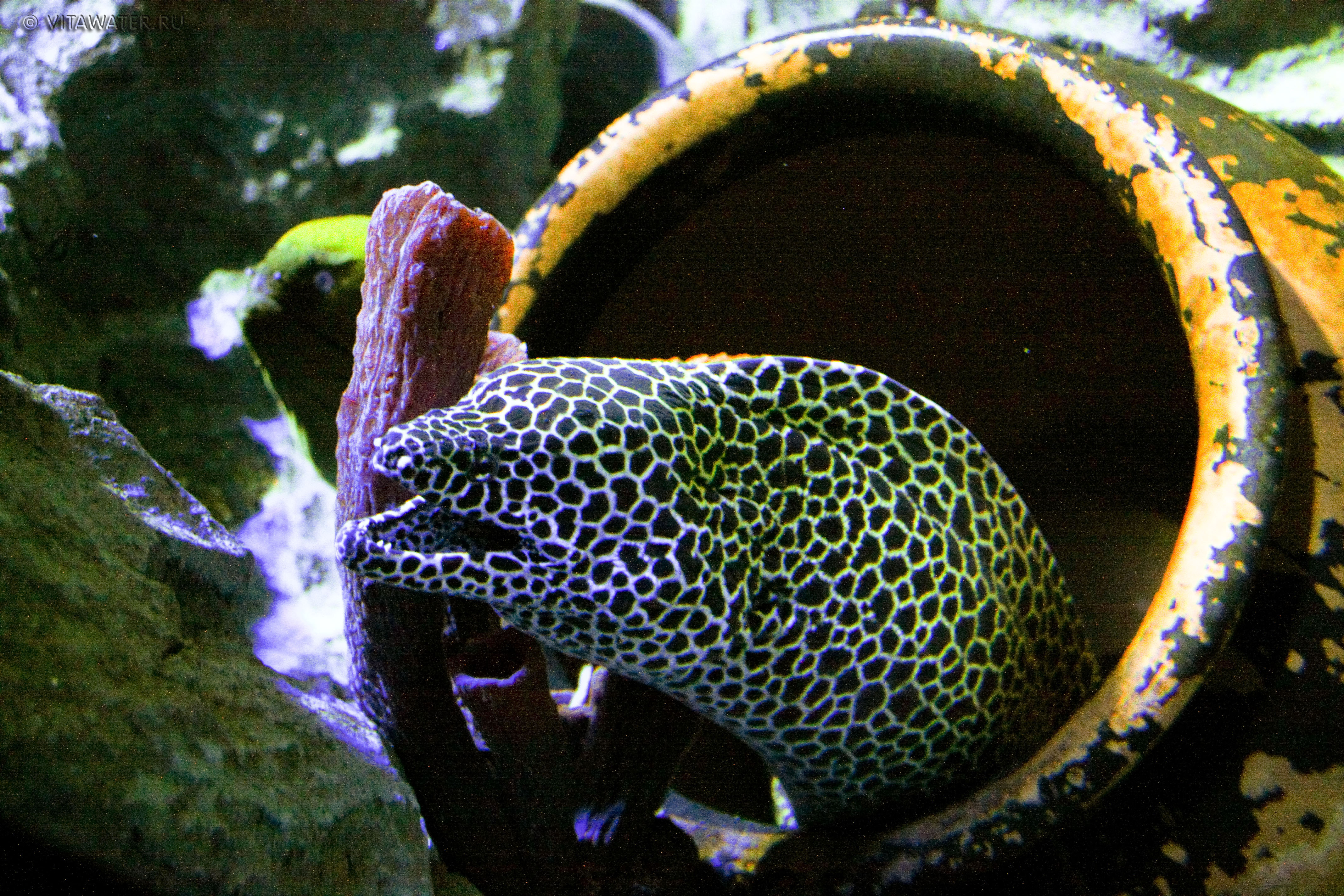 Moray in the aquarium