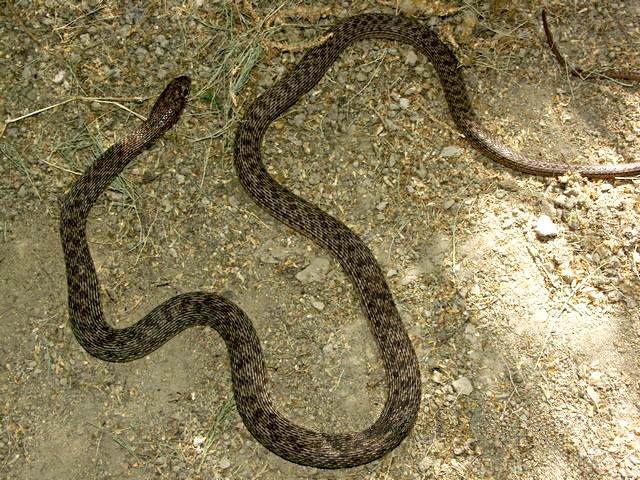 Photo of red-belly snake