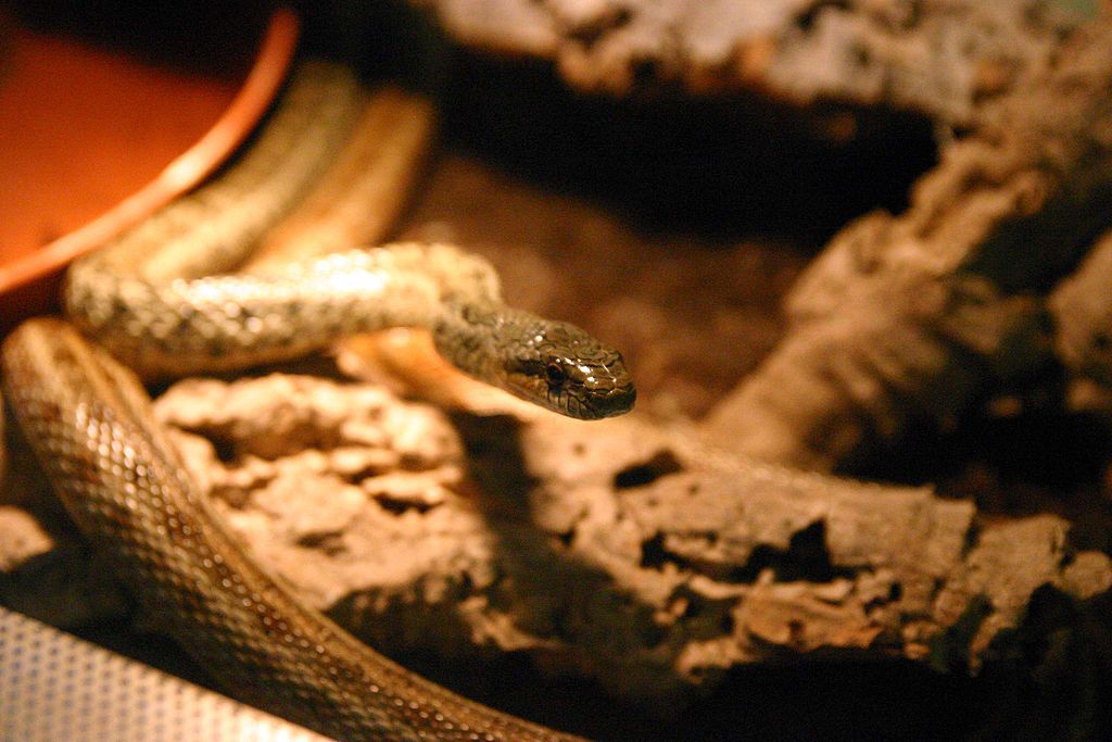 Patterned snake
