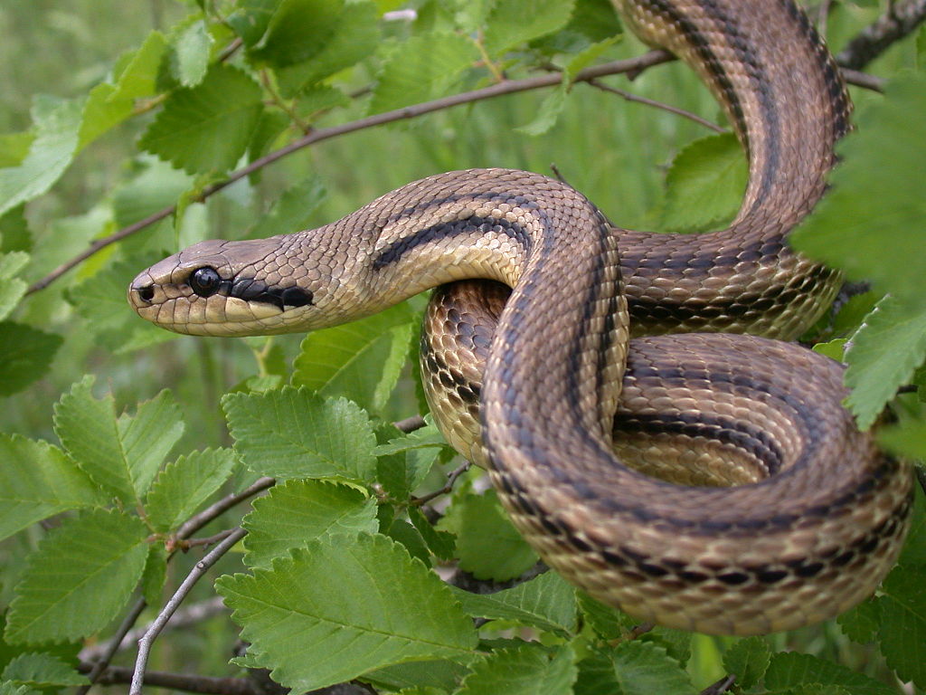 Four-lane climbing snake
