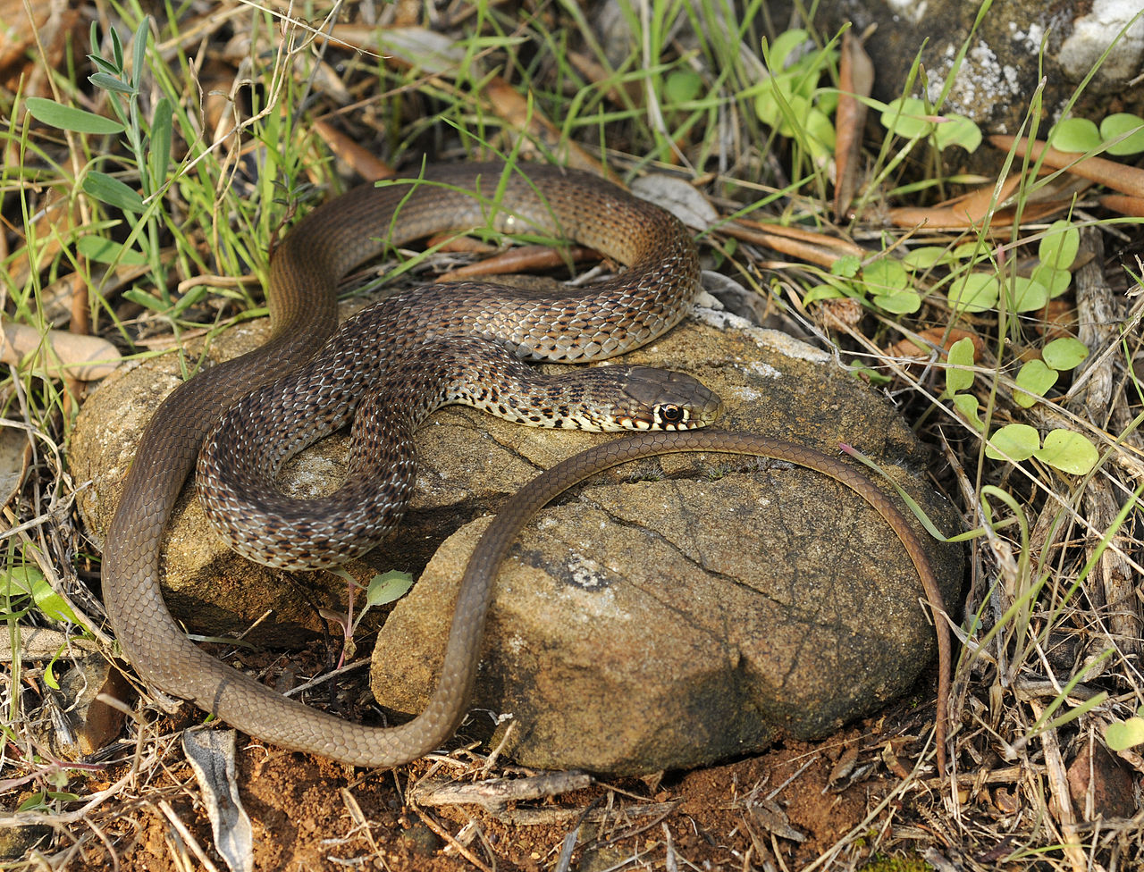Балканска змия