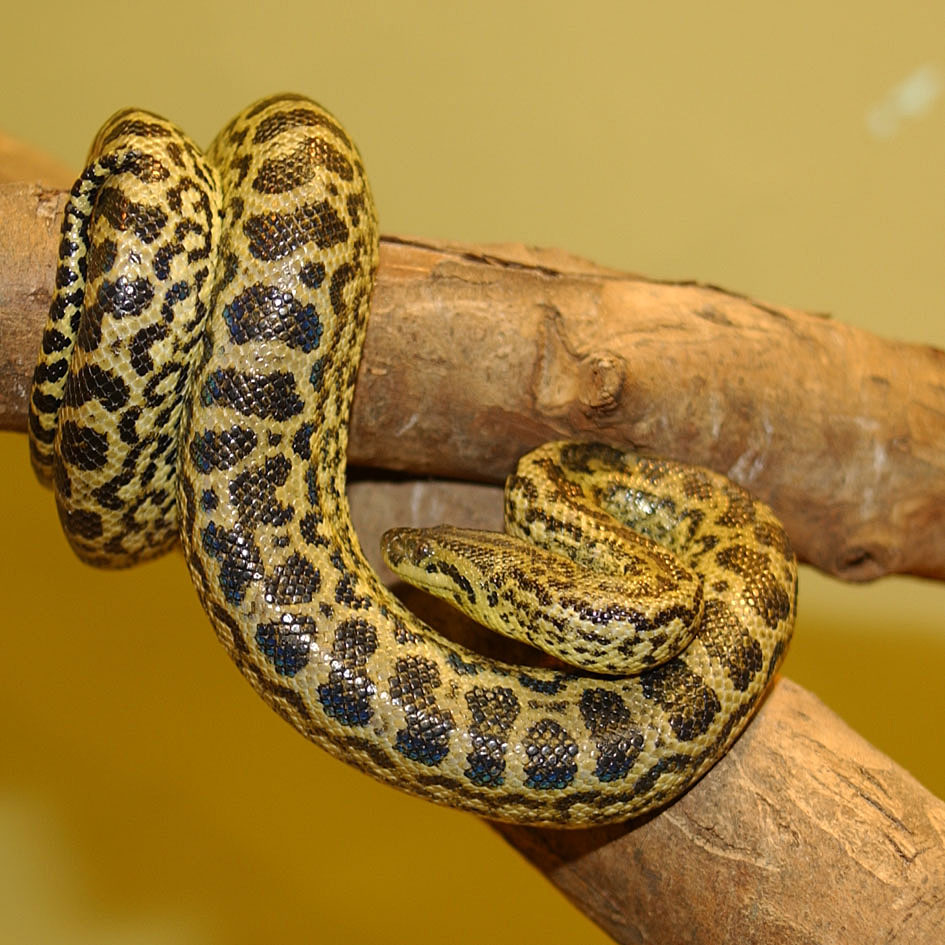 Paraguai anaconda