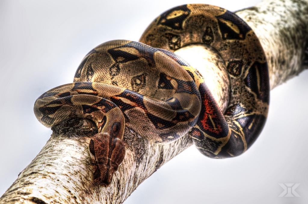 Python pe o ramură