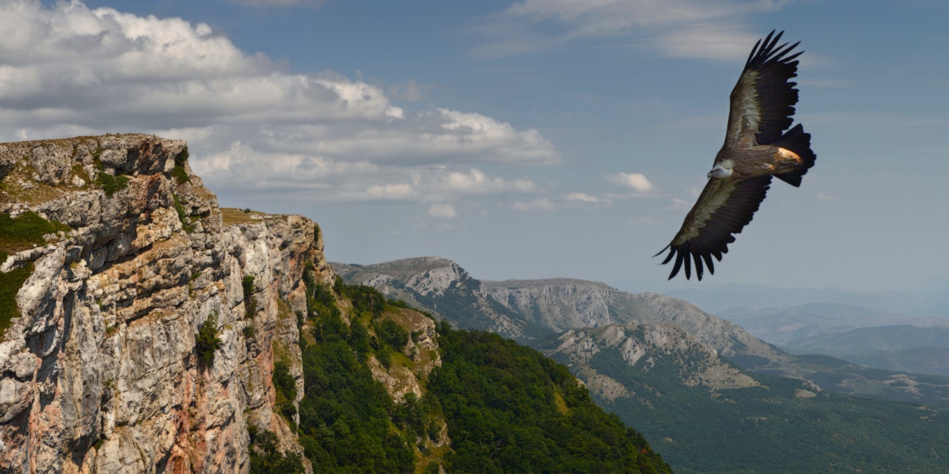 Griffon Vulture v letu, posnet v Krimu na pobočjih soteske Haphal
