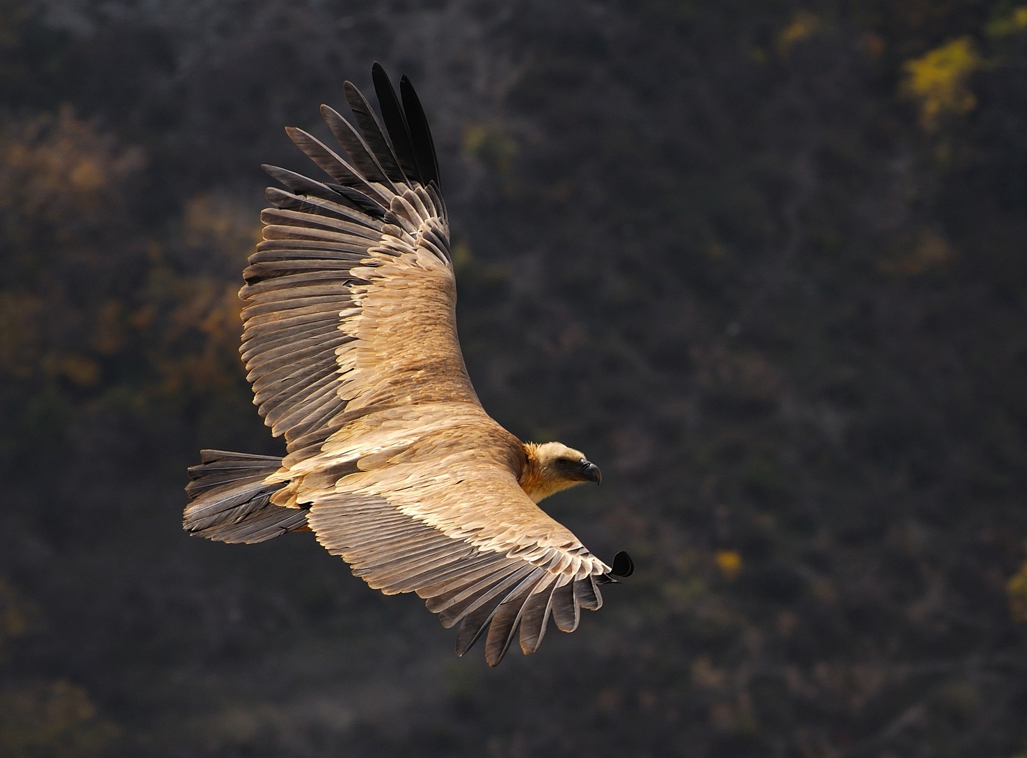 Griffon vulture- ը թռիչքի ժամանակ