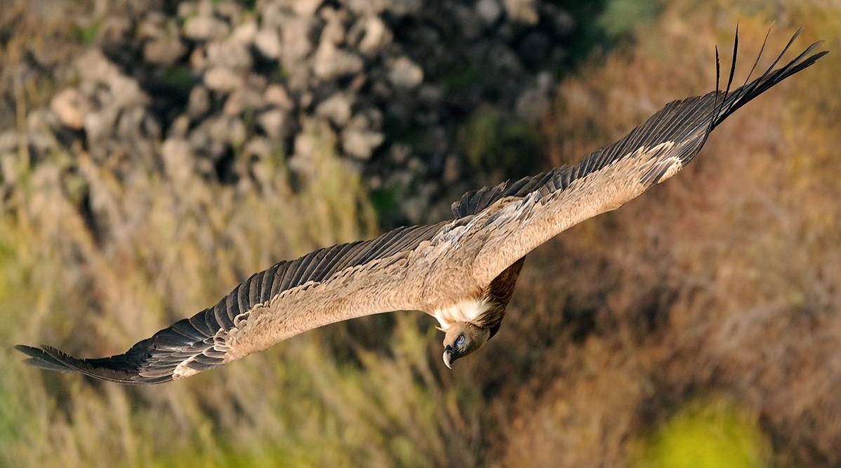 Griffon vulture í flugi
