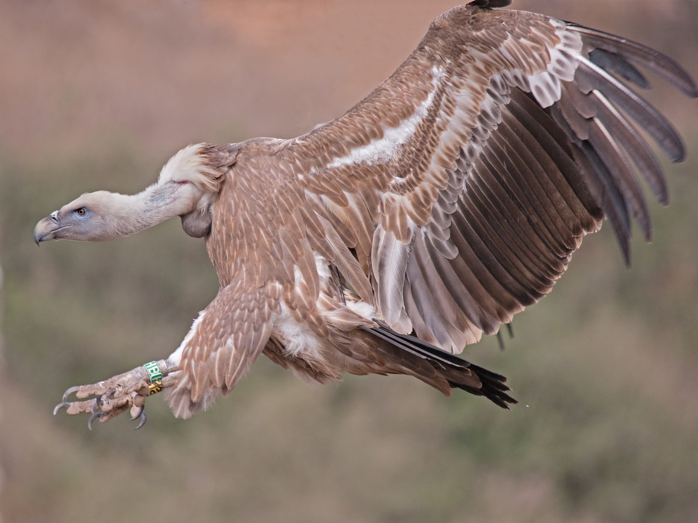Griffon Vulture mendarat saat mendarat