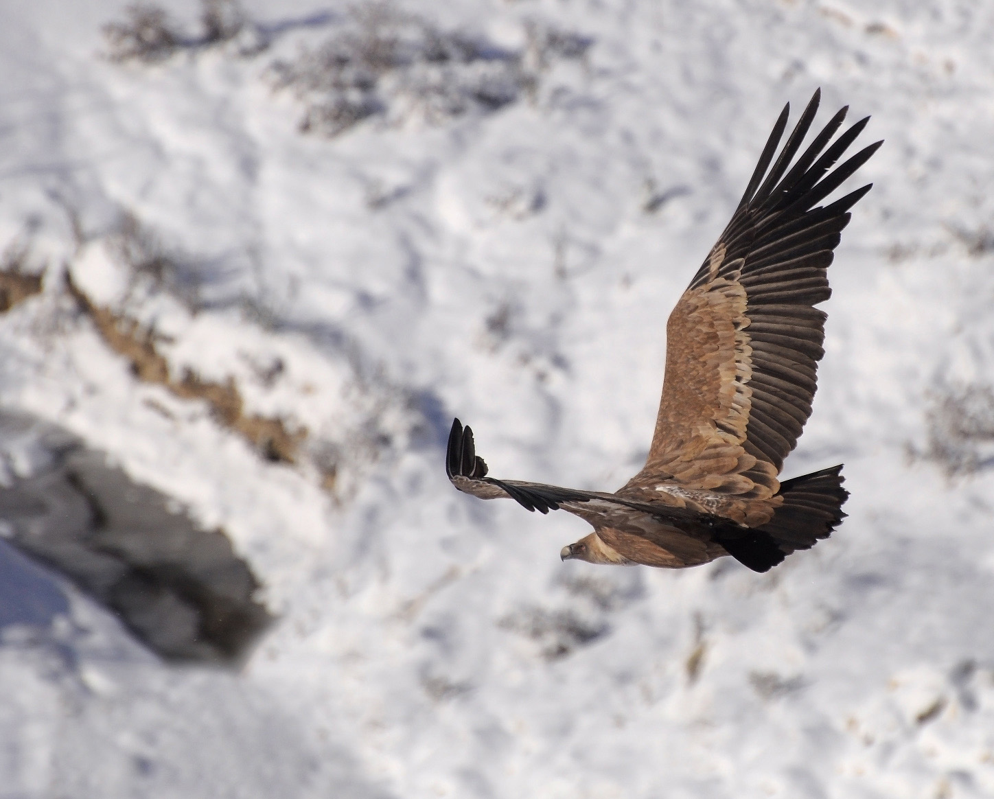 Griffon vulture sa paglupad sa background sa bato