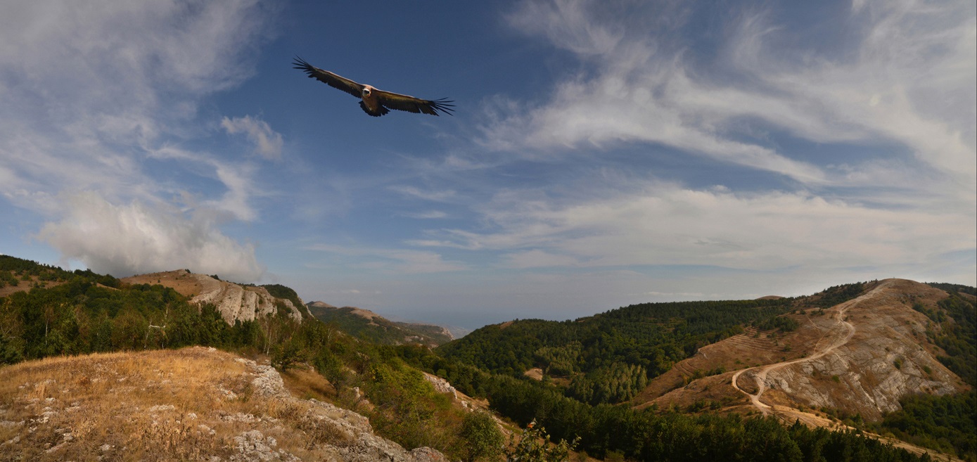 I roto i te Crimea, e rua nga momo o te manu: Griffon Vulture me te Blac...