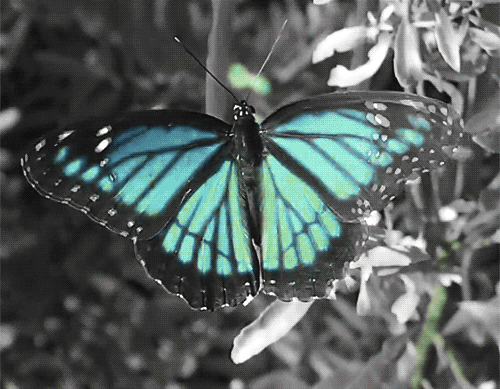 Gif paveikslėlį drugelis