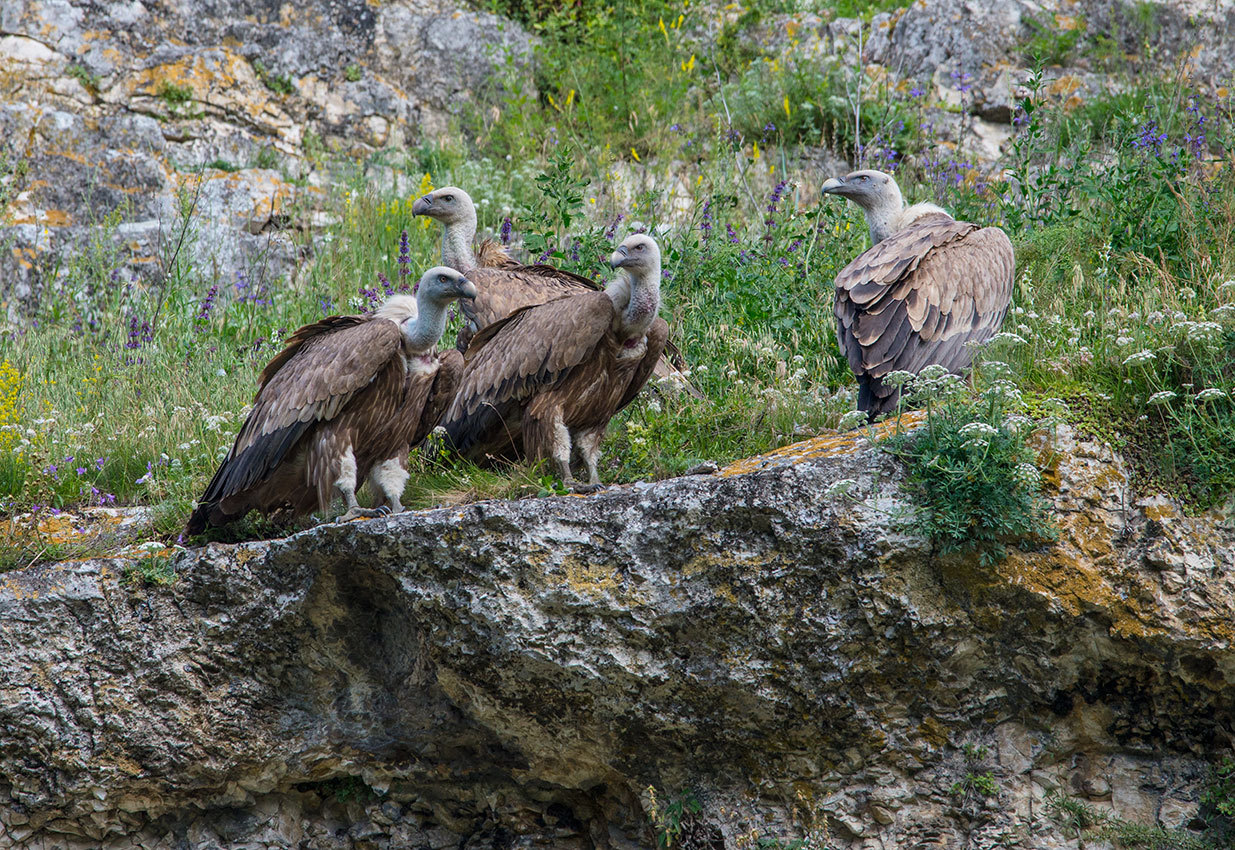 Griffon vulture akuuluka
