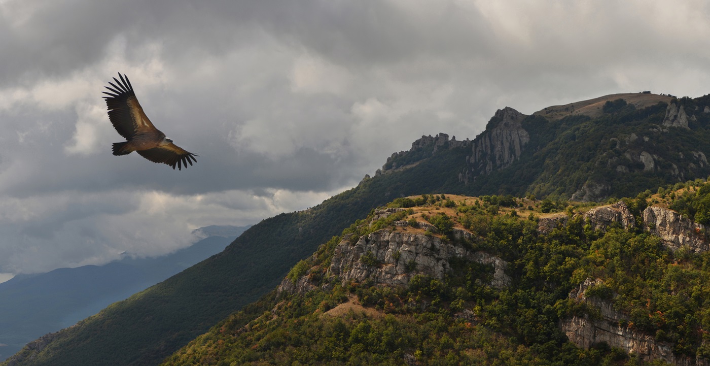 Vulture گریفون در پرواز بیش از یک جاذبه در کوه های کریمه