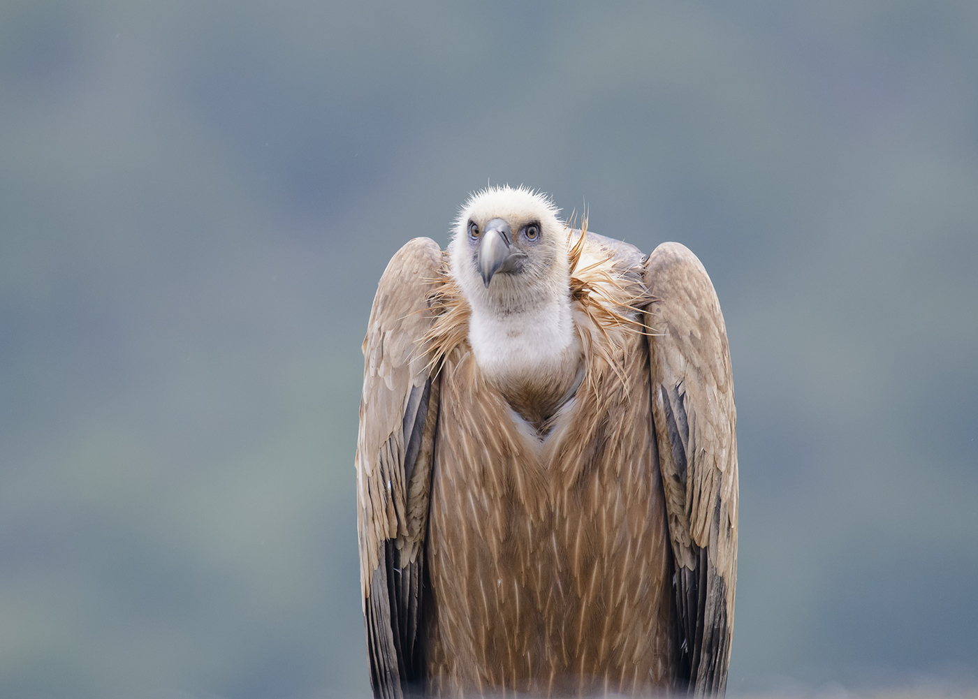 Griffon Vulture i regnet