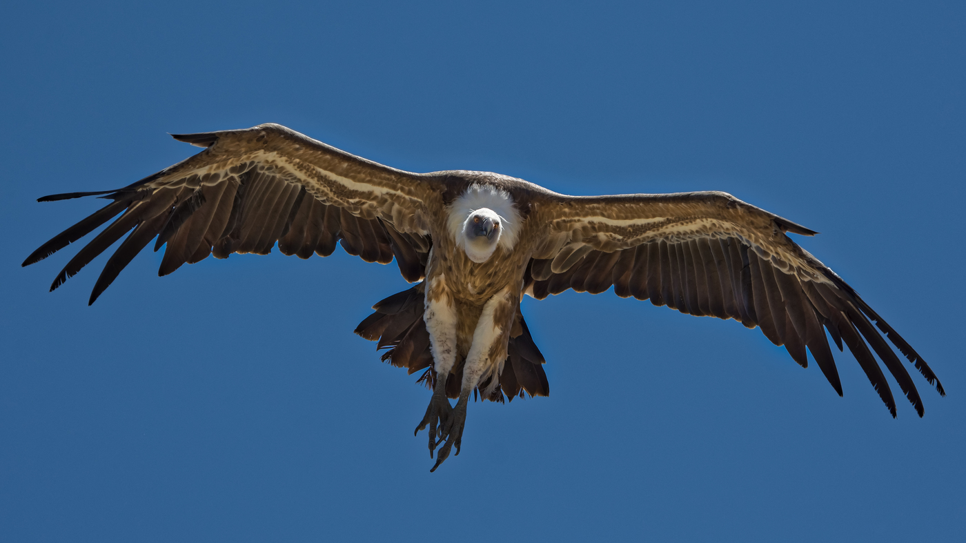 Griffon Vulture sa kalangitan