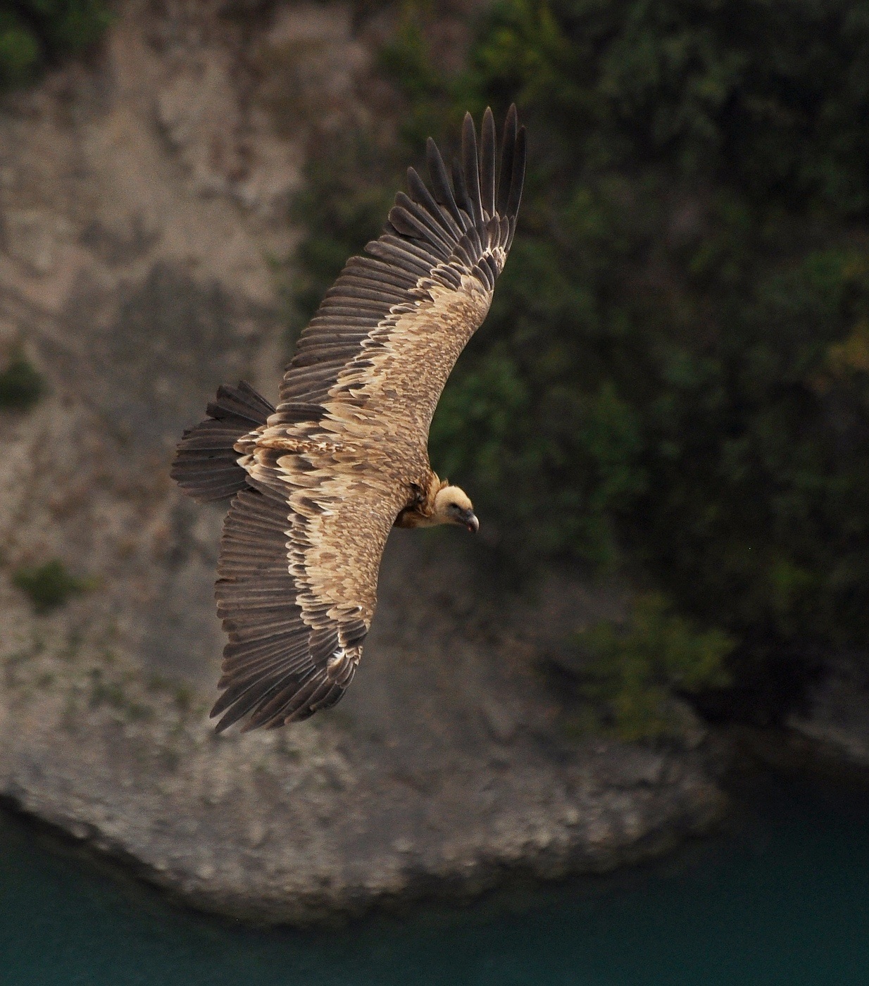 Griffon Vulture í flugi yfir ströndina