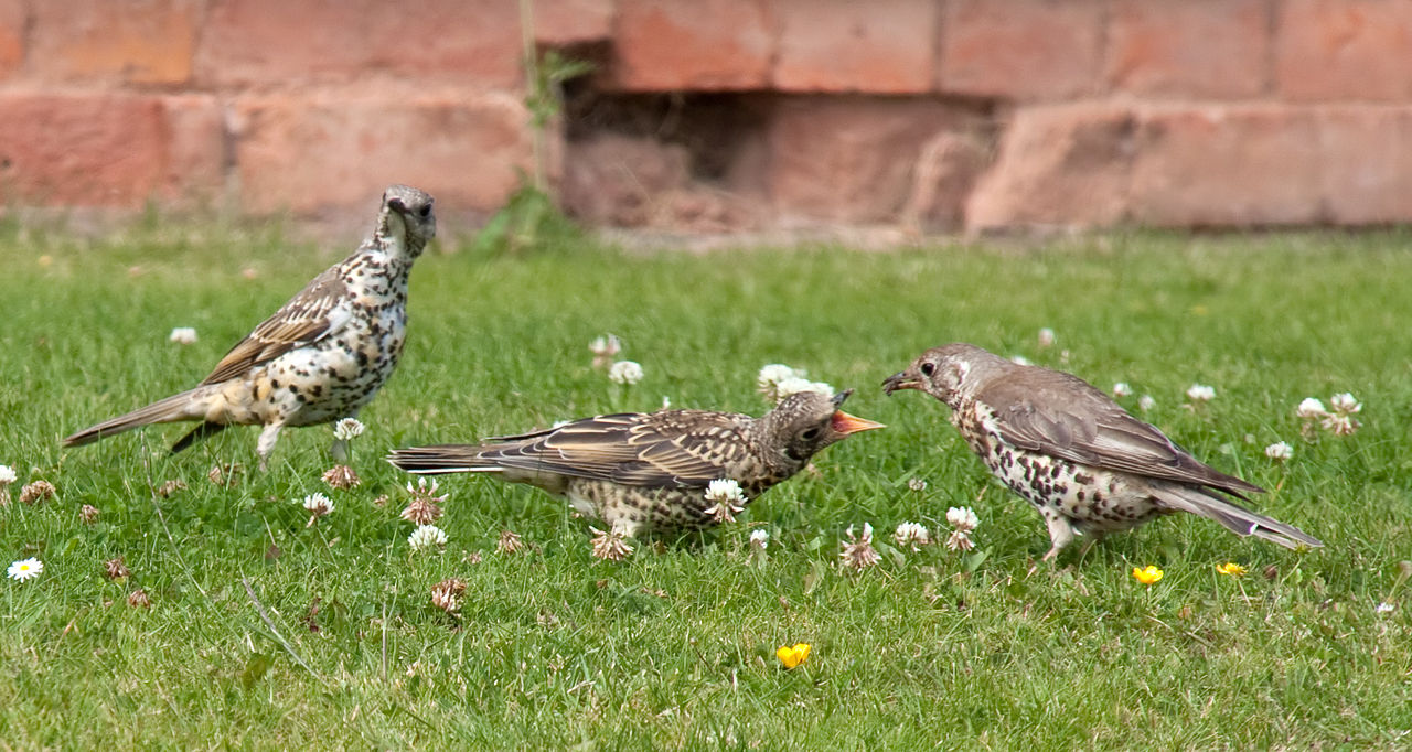 An adult on the right and two young birds