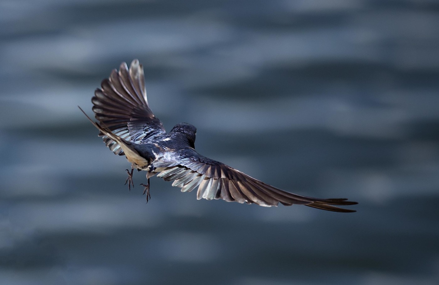 Swallow in flight, rear view