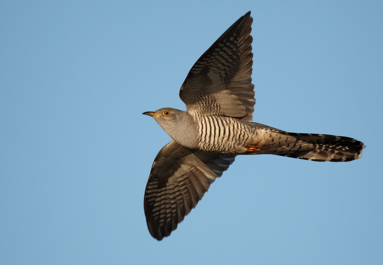 Flying cuckoo