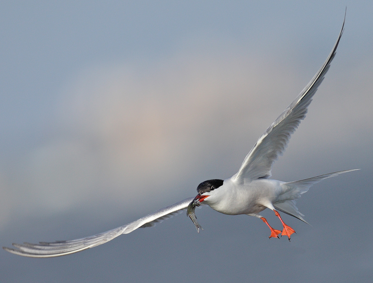 Common tern with prey in its beak