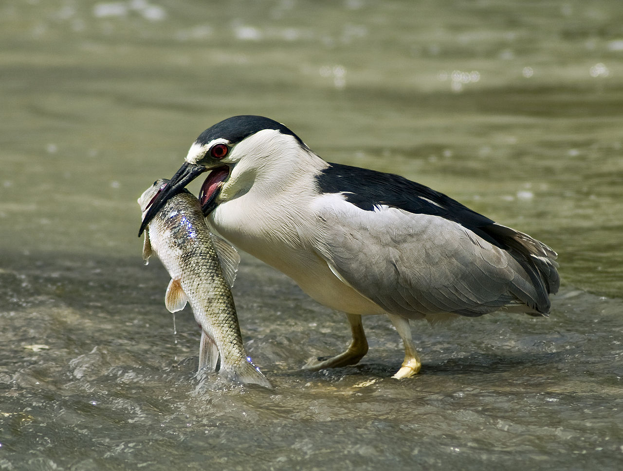 Öğle yemeğinde ortak balıkçıl