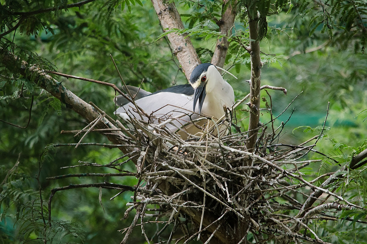 Common heron builds a nest