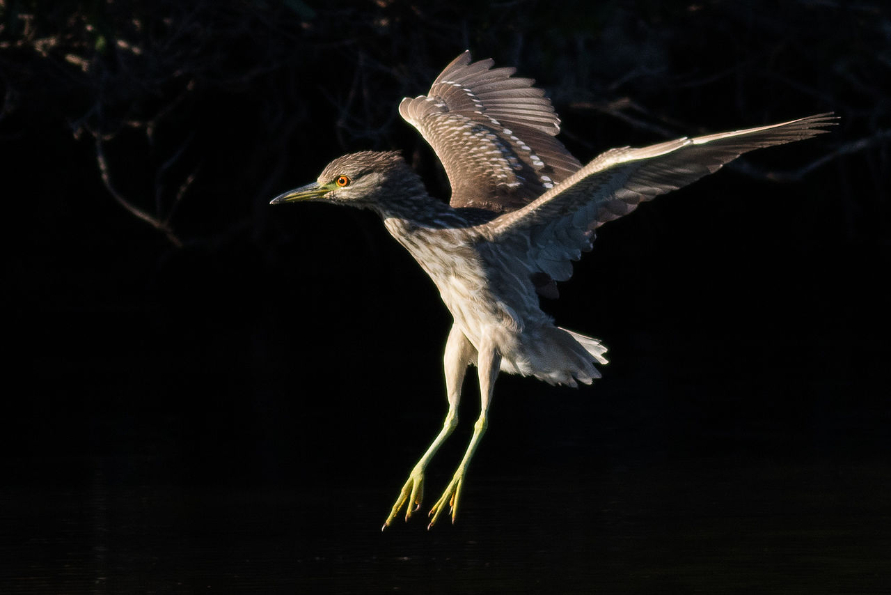 Young heron in flight