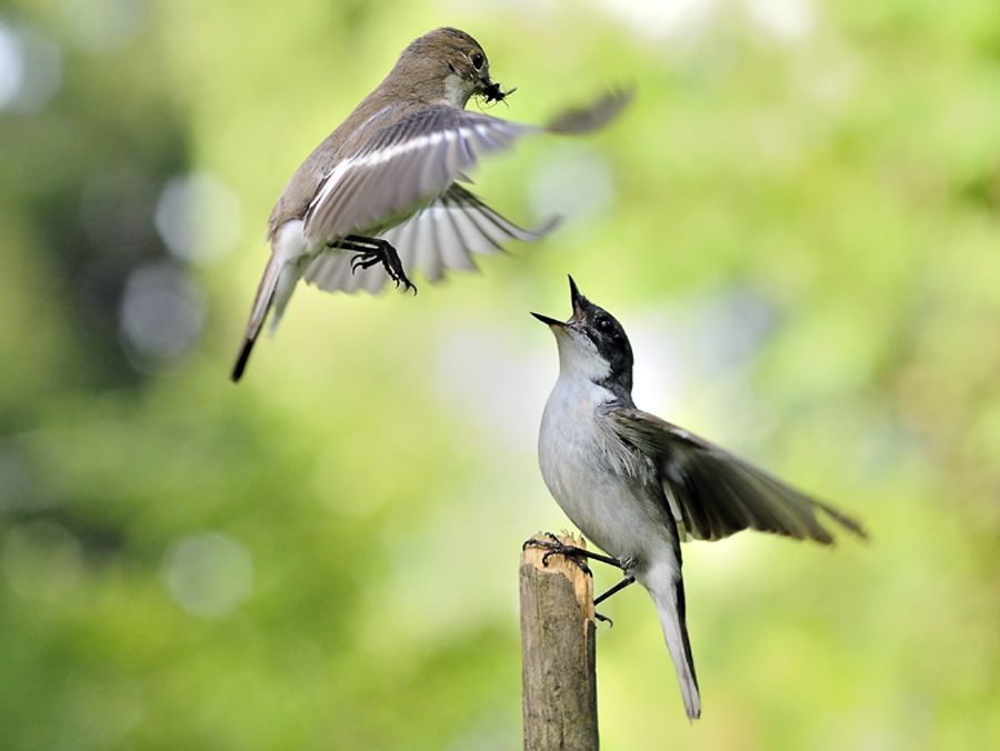 A pied flycatcher feeds an adult chick
