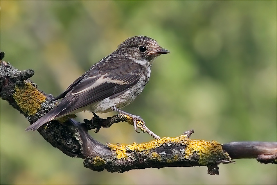Pied Flycatcher, ungur fugl