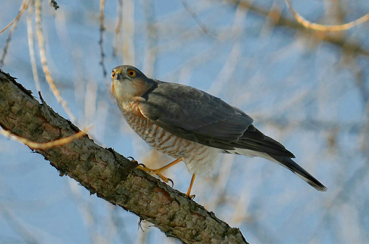 Hawk Sparrowhawk