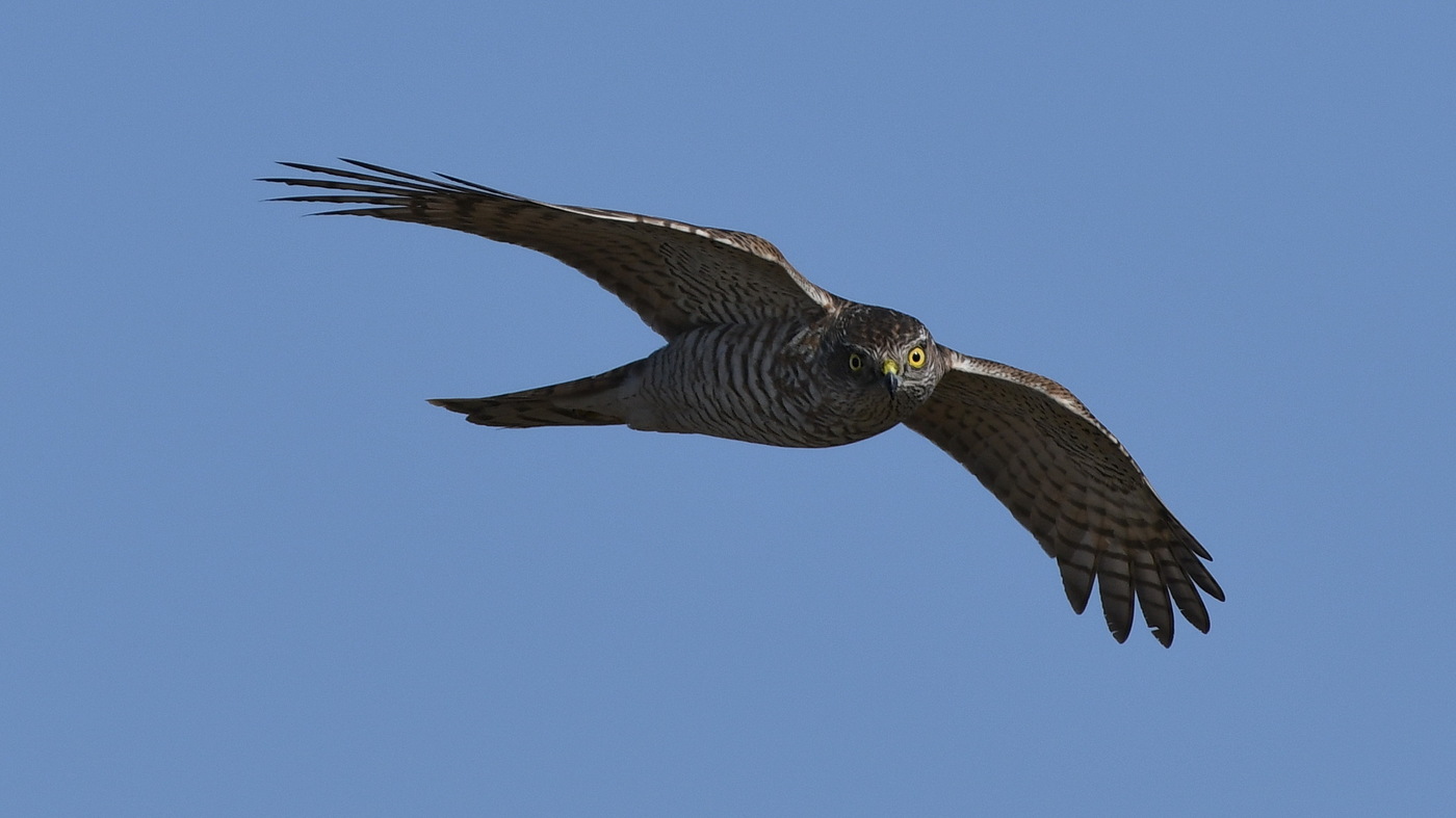 Hawk vrabec za letu