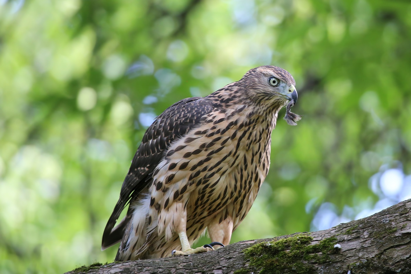 Hawk Sparrowhawk på en gren med rester av byttedyr