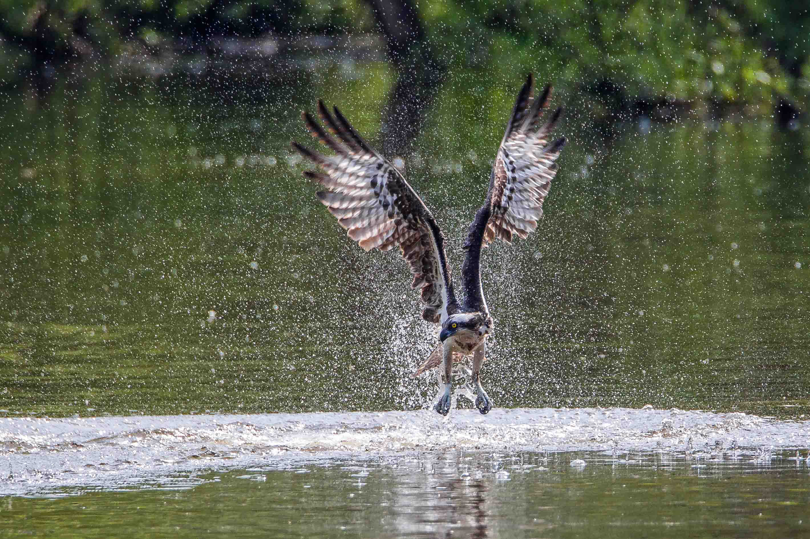 Osprey after a failed attempt to catch a fish