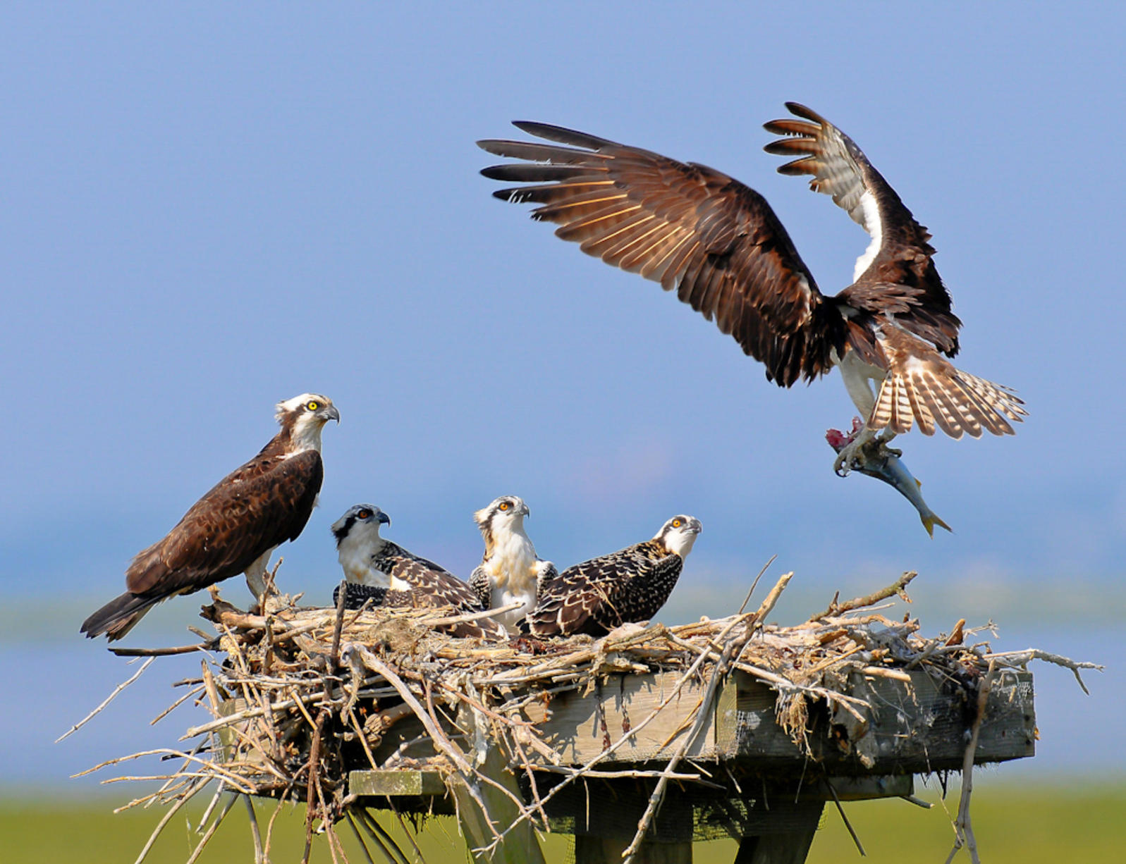 Osprey membawa mangsa kepada anak ayam
