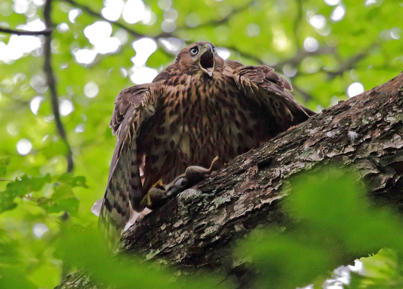 Chuck of a Goshawk (female) with a flying squirrel squirrel that a successful mother hunted