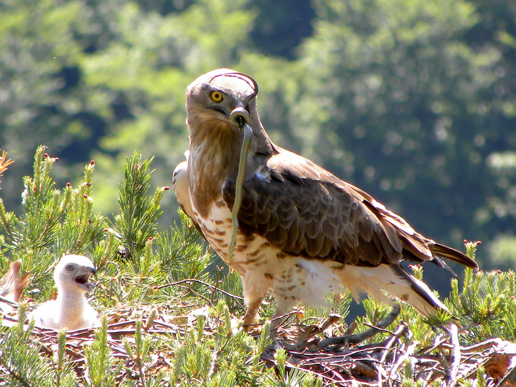 Serpent eagle brought prey to the nest