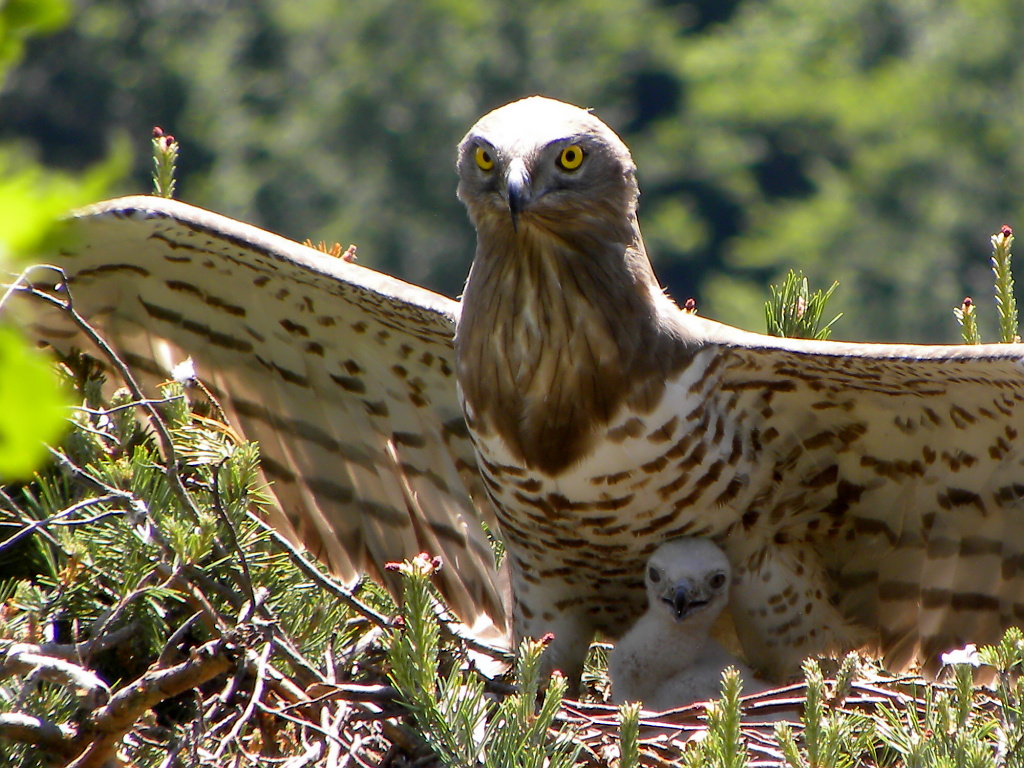 Serpent eagle and chick