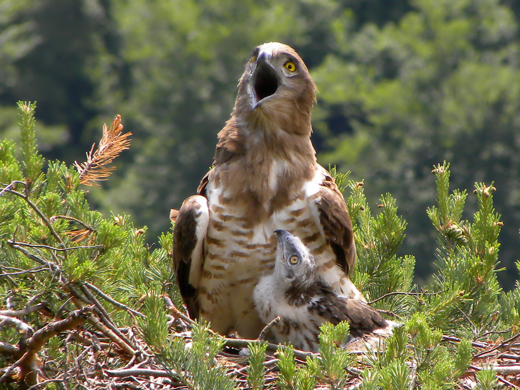 Serpent eagle sings to chick