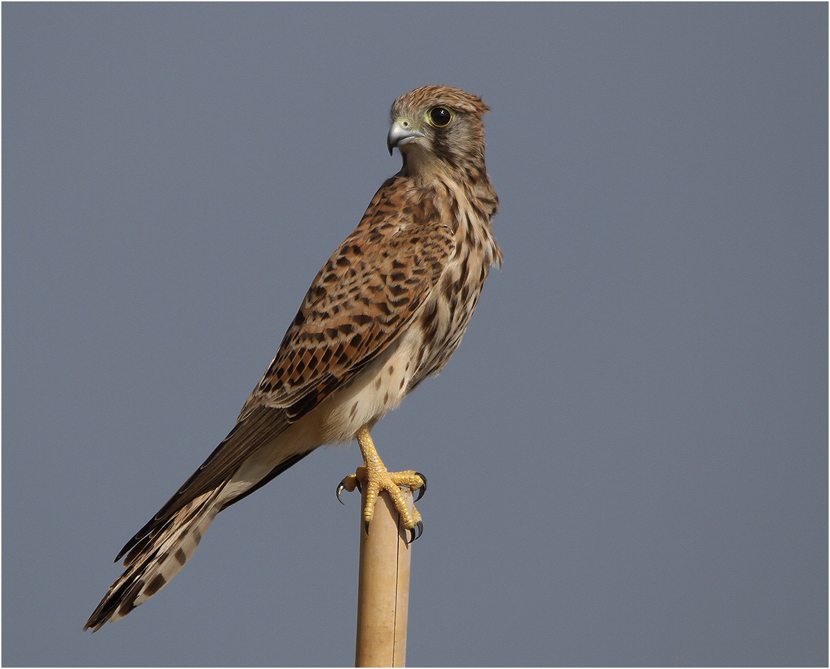 Kestrel falcon