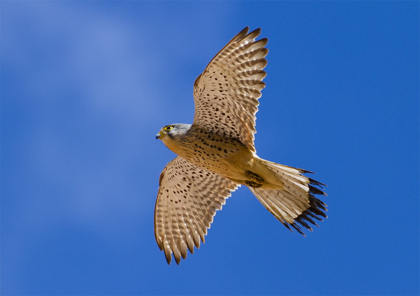 Kestrel (falcon)