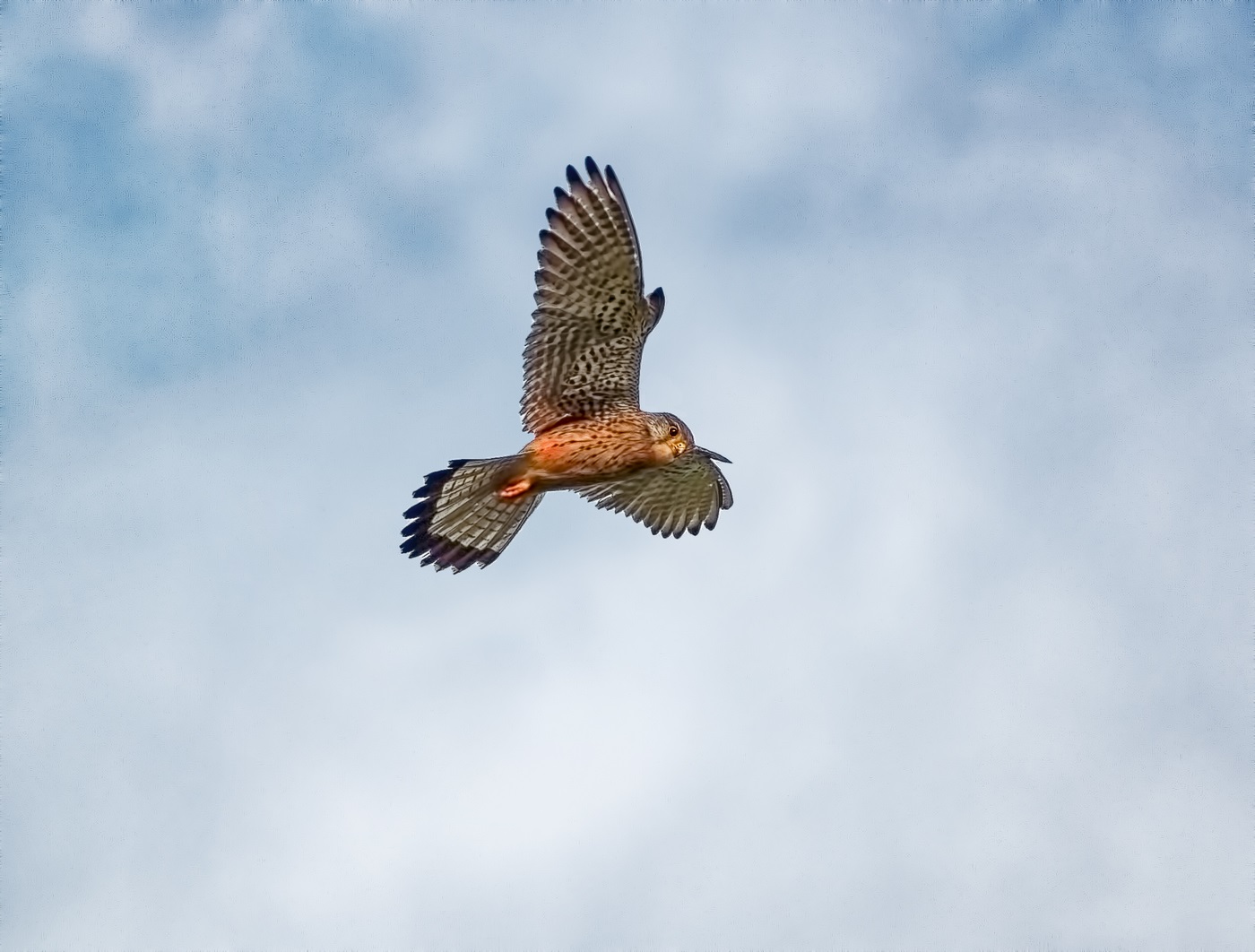 Kestrel in the sky looking out for prey