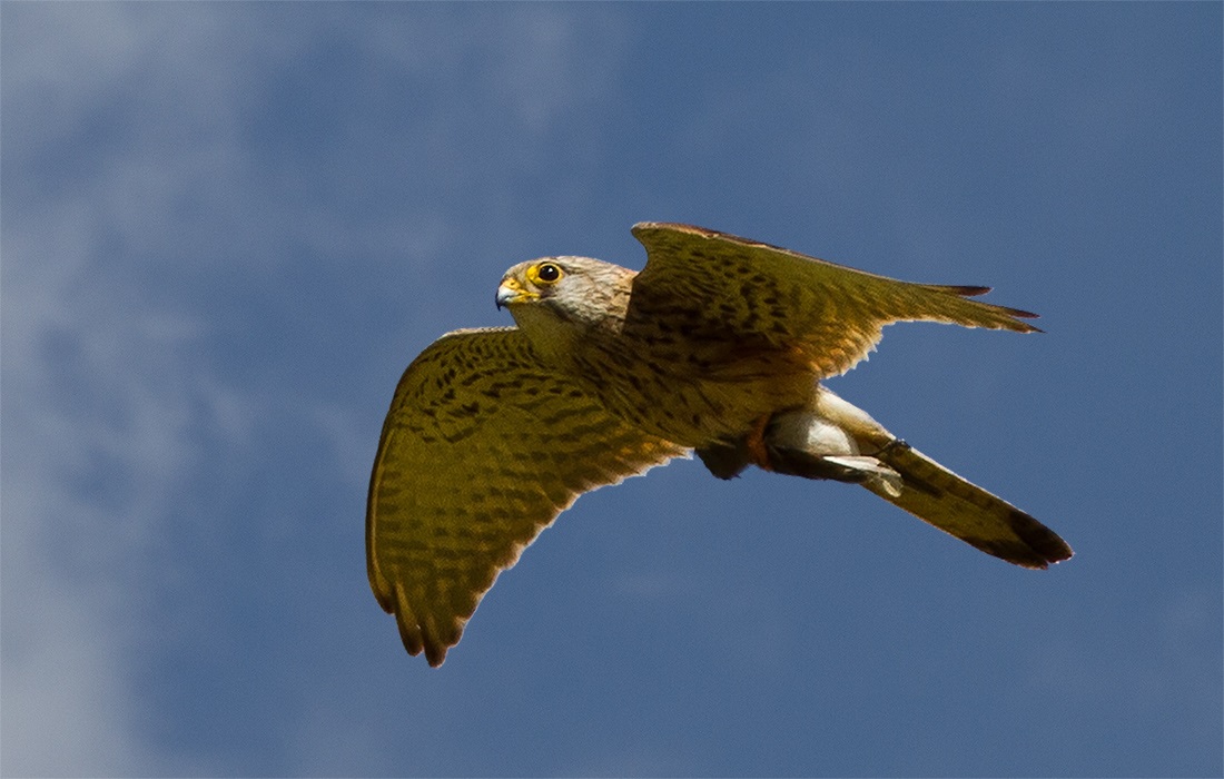 Kestrel in flight with prey