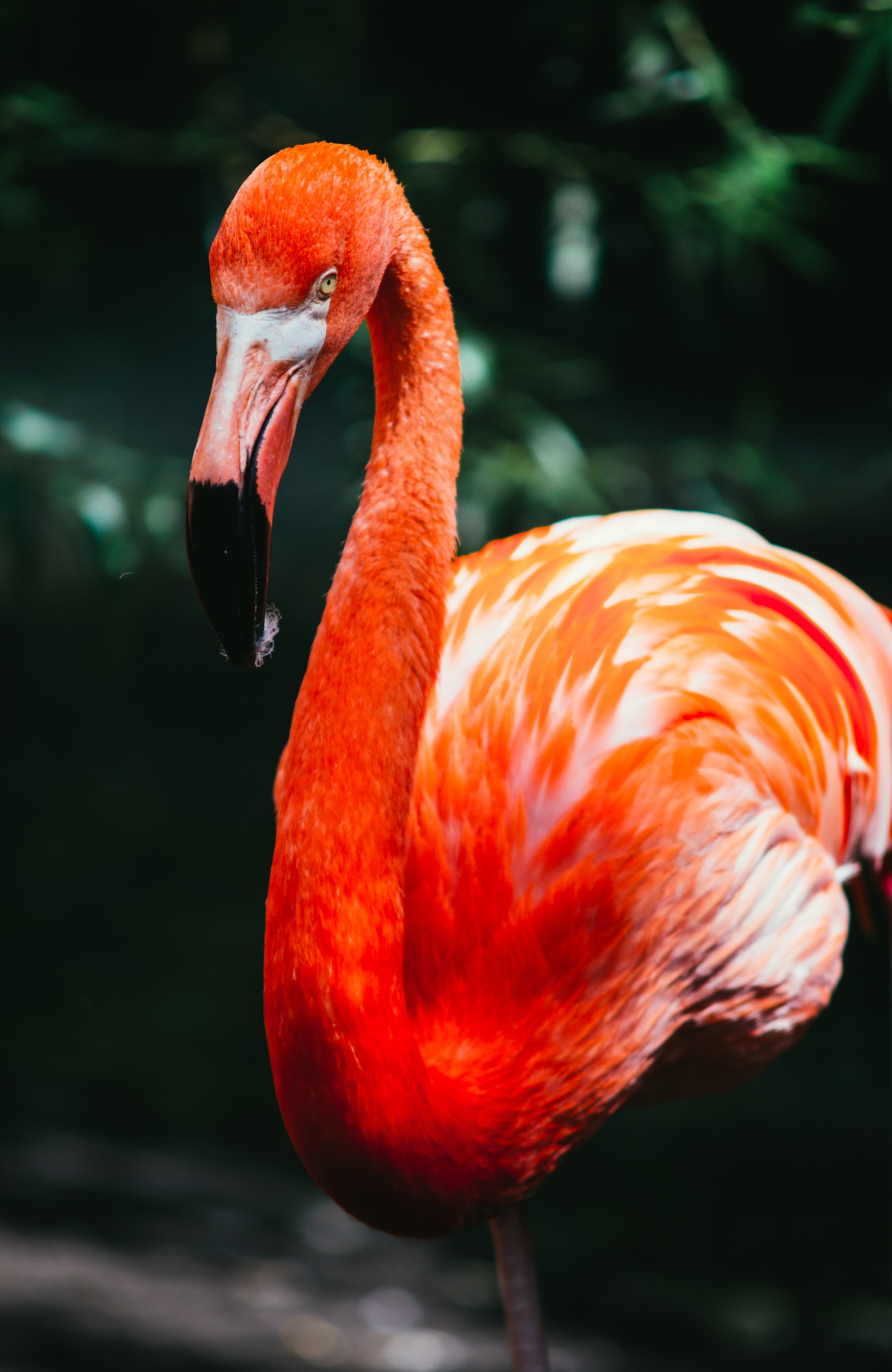 Վարդագույն flamingo