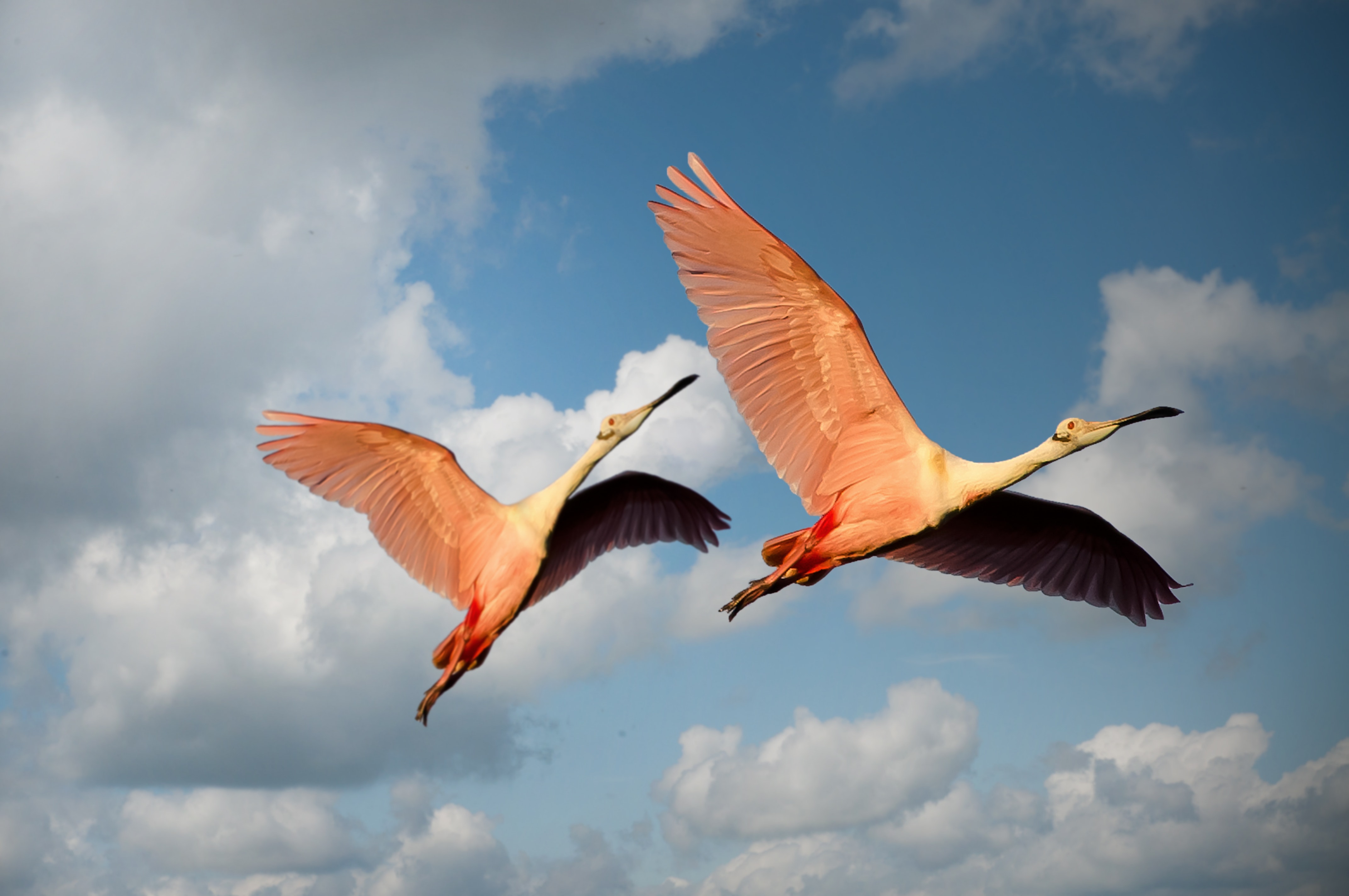Pink flamingos in flight
