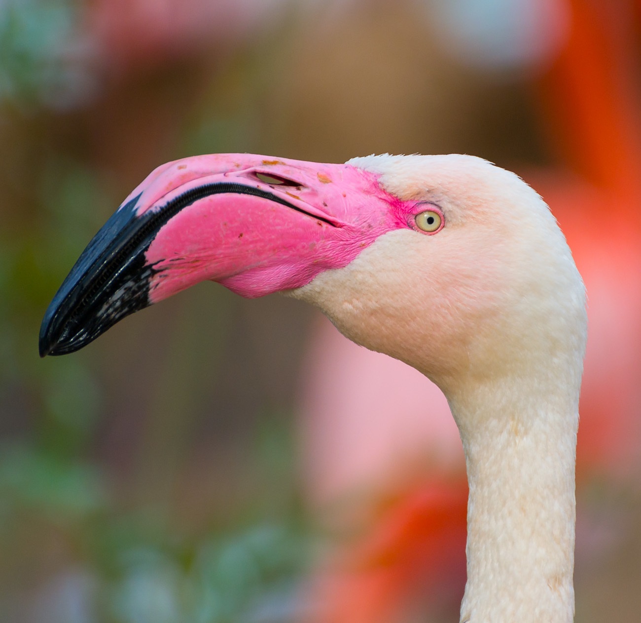 Curved beak of pink flamingo