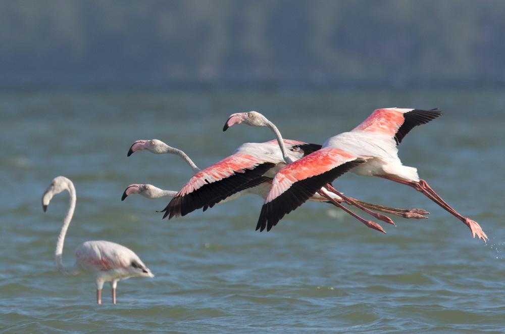 Flamingos สีชมพูบินผ่านน้ำ
